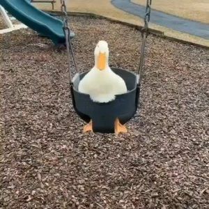 Meet your Posher, Addison